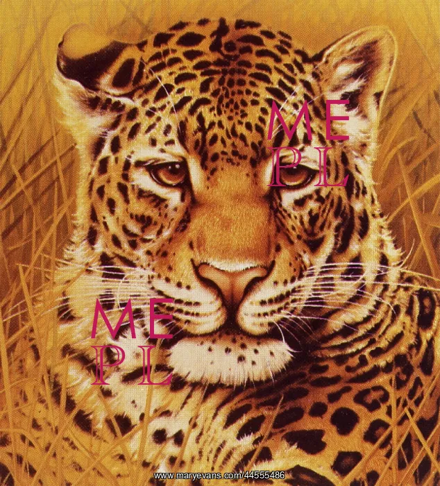 : A portrait of a Leopard : A portrait of a Leopard