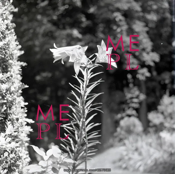 : Portrait of a lily in flower : Portrait of a lily in flower