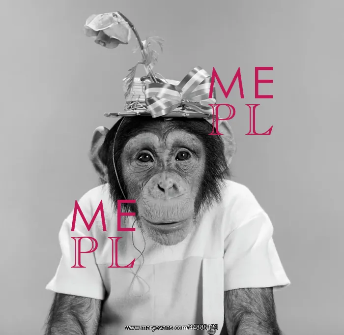 : Portrait Monkey Chimpanzee Chimp : Portrait Monkey Chimpanzee Chimp
