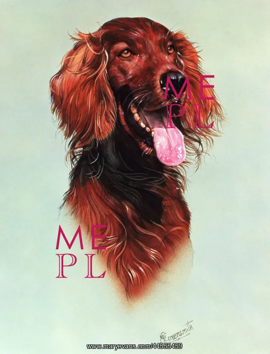 : Portrait of a Red Setter : Portrait of a Red Setter
