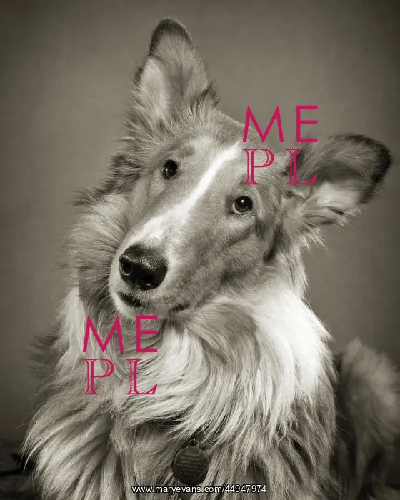 : Portrait Rough Coat Collie Dog Looking at Camera : Portrait Rough Coat Collie Dog Looking at Camera