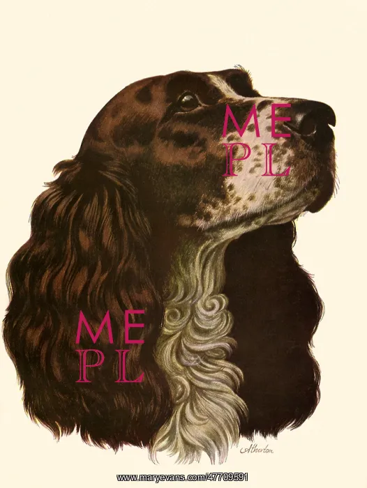  : Portrait of Spaniel