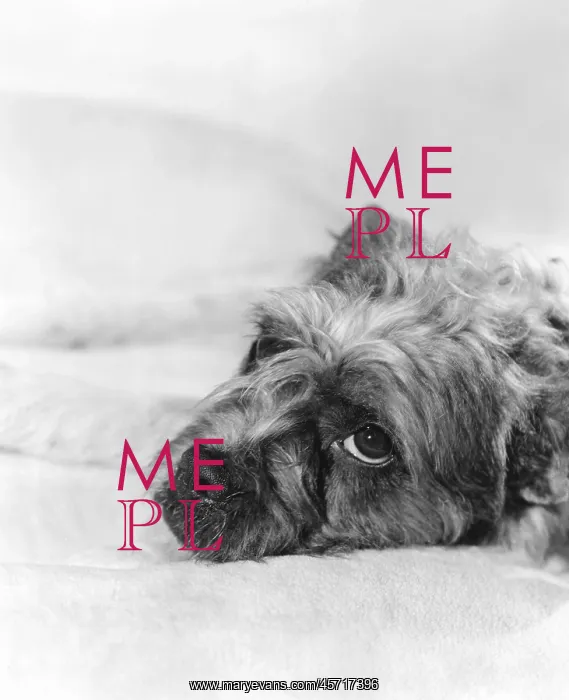 : Portrait of a tired dog : Portrait of a tired dog
