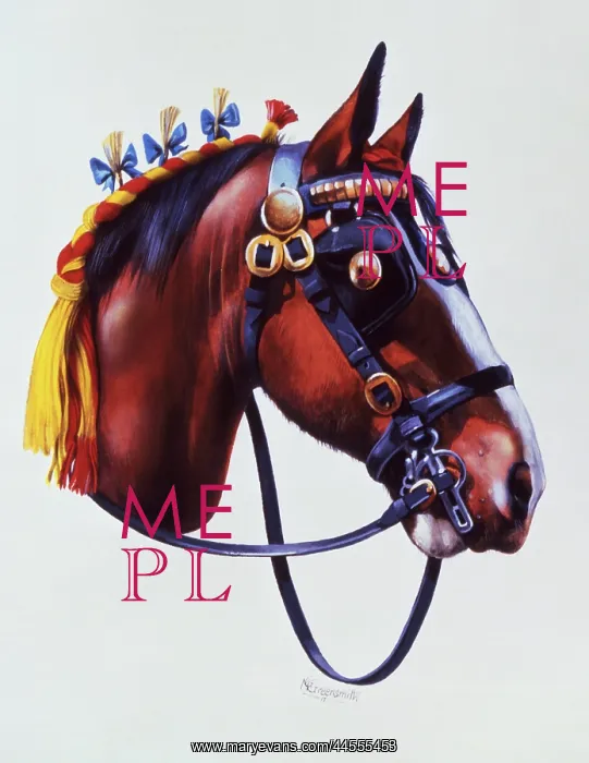 : Portrait of a working horse at a show : Portrait of a working horse at a show