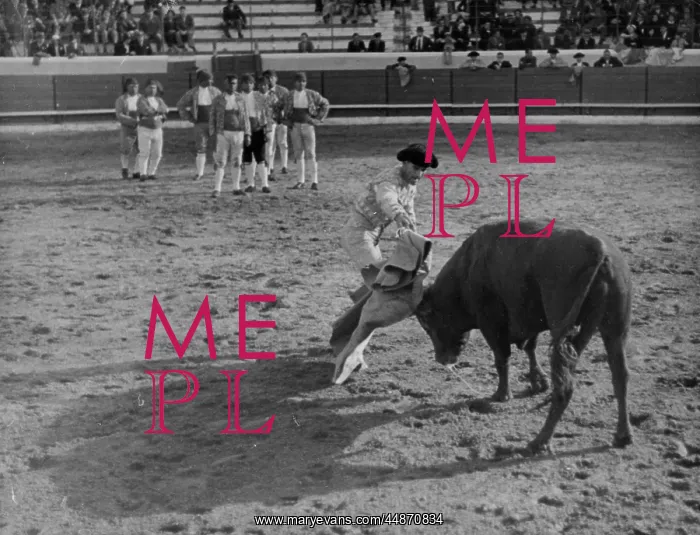 : PORTUGUESE BULLFIGHT : PORTUGUESE BULLFIGHT