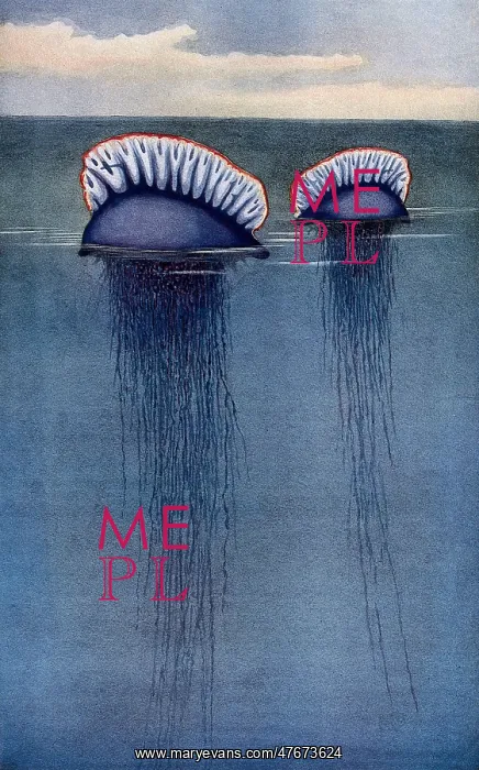 : Portuguese Man o War, Illustration : Portuguese Man o War, Illustration
