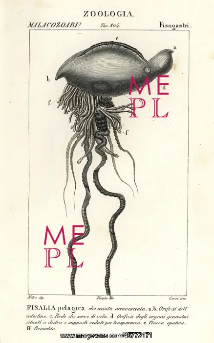 : Portuguese man o war, Physalia physalis : Portuguese man o war, Physalia physalis