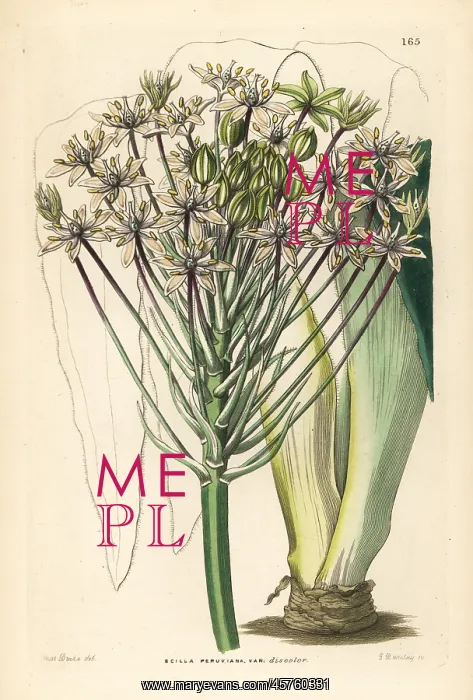 : Portuguese squill, Scilla peruviana : Portuguese squill, Scilla peruviana