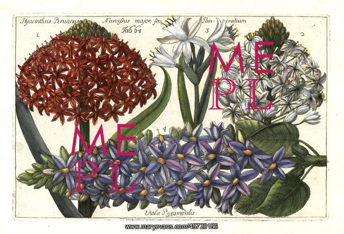 : Portuguese squill, sea daffodil and pyramidal bugle : Portuguese squill, sea daffodil and pyramidal bugle