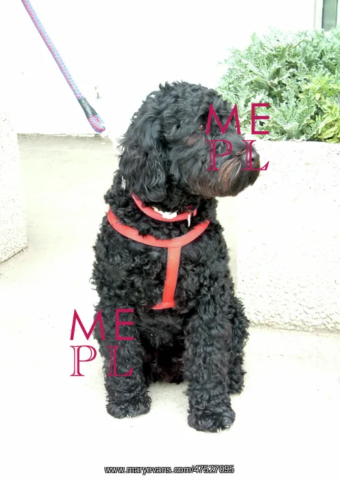 : Portuguese water dog : Portuguese water dog