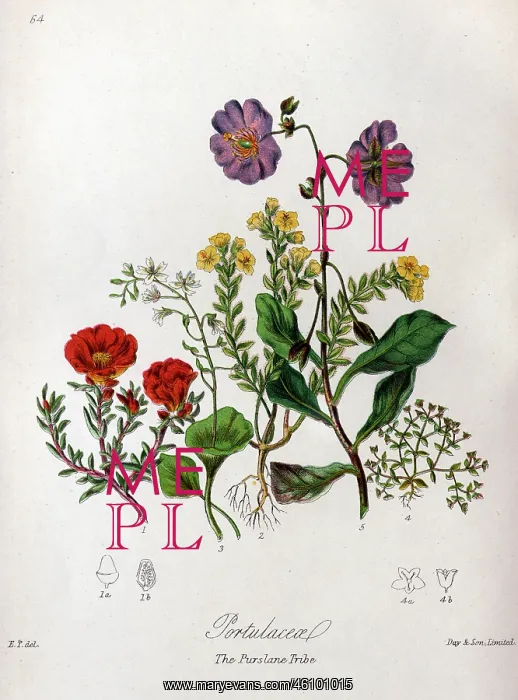 : Portulaceae - Purslane : Portulaceae - Purslane