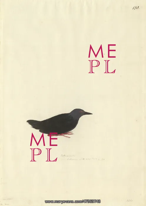 : Porzana tabuensis, spotless crake : Porzana tabuensis, spotless crake