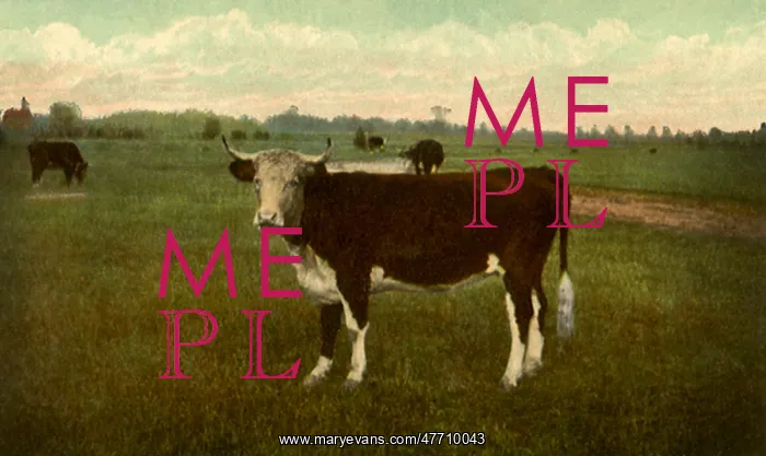  : Posing Bovine
