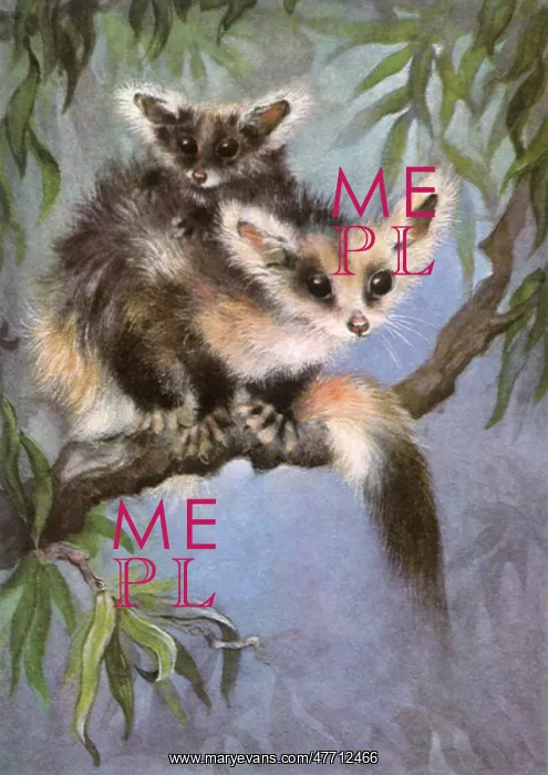  : Possum and Baby