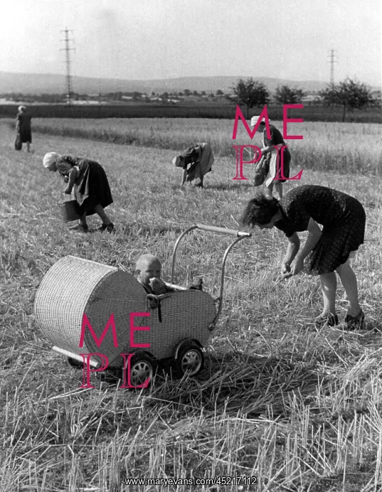 : Post-war era - pickings on the fields : Post-war era - pickings on the fields