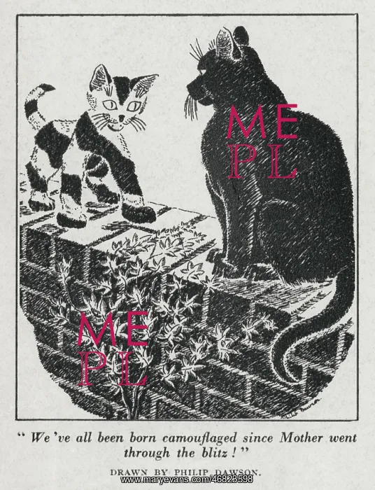 : Post-WW2 Camouflaged Cat cartoon : Post-WW2 Camouflaged Cat cartoon