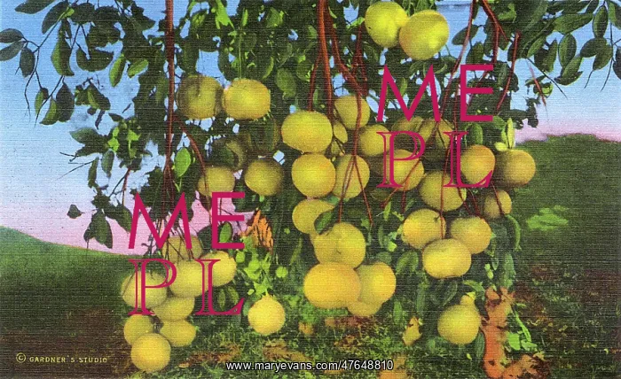 : Postcard booklet, grapefruit cluster, Texas, USA : Postcard booklet, grapefruit cluster, Texas, USA