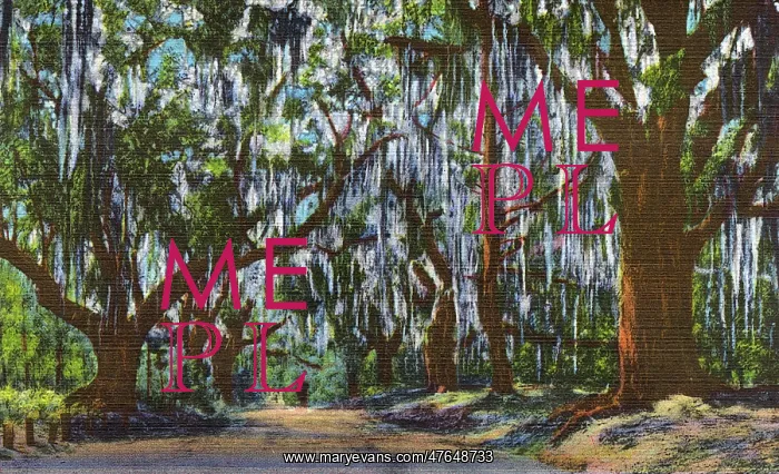 : Postcard booklet, oak trees draped with moss, USA : Postcard booklet, oak trees draped with moss, USA