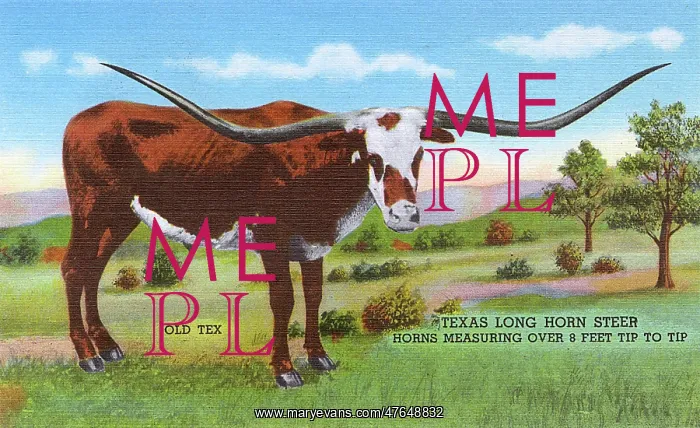 : Postcard booklet, Old Tex, Long Horn Steer, Texas, USA : Postcard booklet, Old Tex, Long Horn Steer, Texas, USA