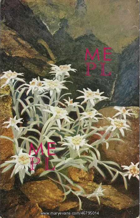 : Postcard Edelweiss : Postcard Edelweiss