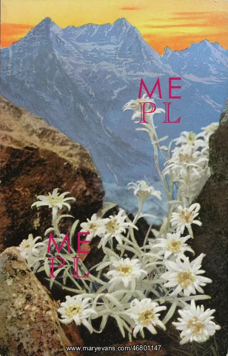 : Postcard Edelweiss : Postcard Edelweiss