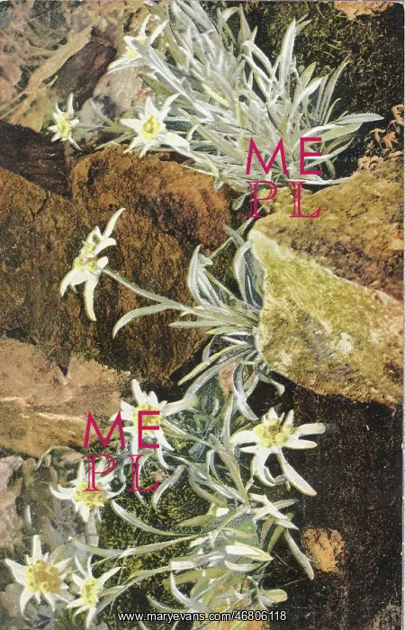 : Postcard Edelweiss : Postcard Edelweiss