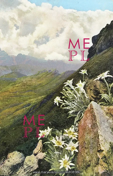 : Postcard Edelweiss : Postcard Edelweiss