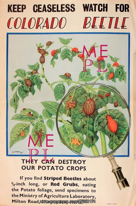 : Poster, Keep ceaseless watch for Colorado Beetle : Poster, Keep ceaseless watch for Colorado Beetle