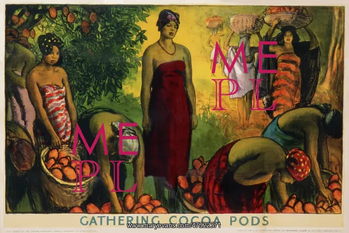 : Poster depicting cocoa pod gathering : Poster depicting cocoa pod gathering
