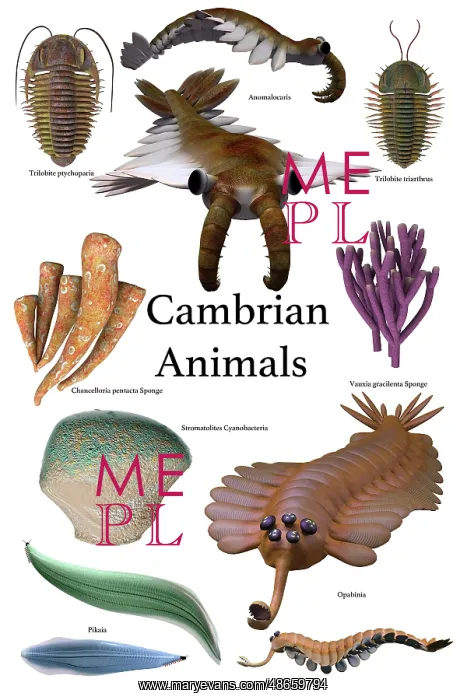: Poster of prehistoric animals of the Cambrian period : Poster of prehistoric animals of the Cambrian period