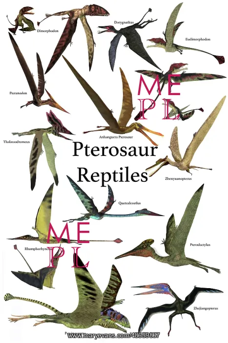 : Poster of various flying pterosaur reptiles during : Poster of various flying pterosaur reptiles during
