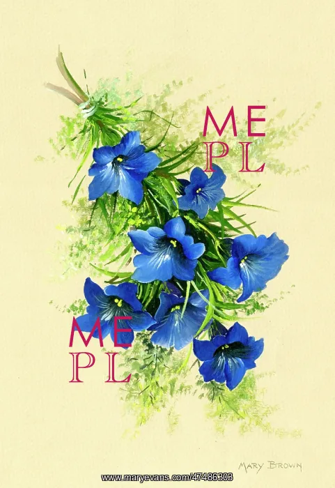  : Posy of gentians