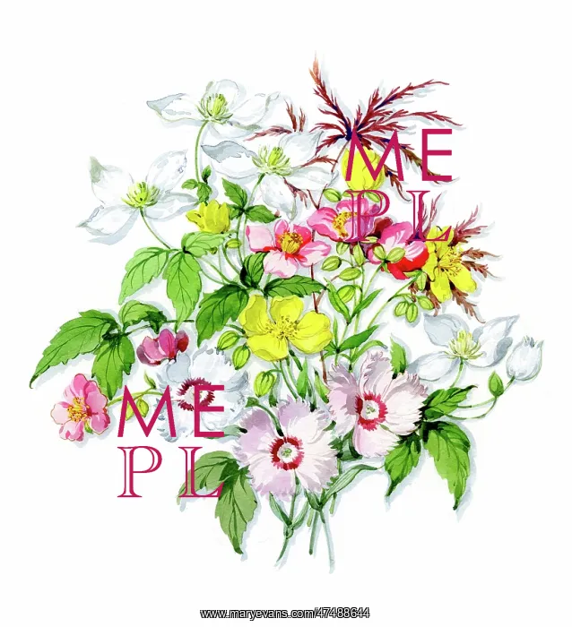 : Posy of summer flowers : Posy of summer flowers