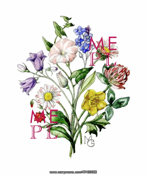 : Posy of wild flowers : Posy of wild flowers