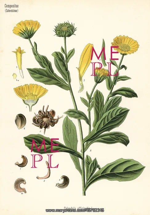 : Pot marigold, Calendula officinalis : Pot marigold, Calendula officinalis