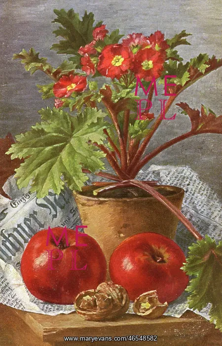 : A pot of Primula flowers and apples : A pot of Primula flowers and apples
