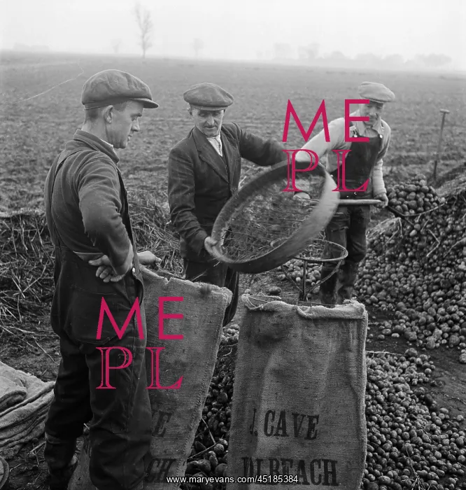 : Potato Farming : Potato Farming