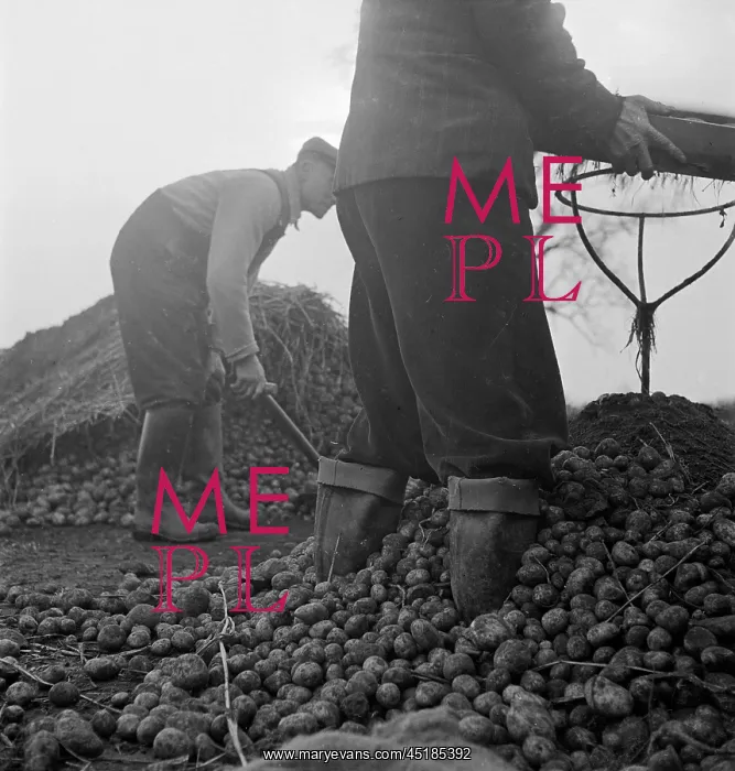 : Potato Farming : Potato Farming