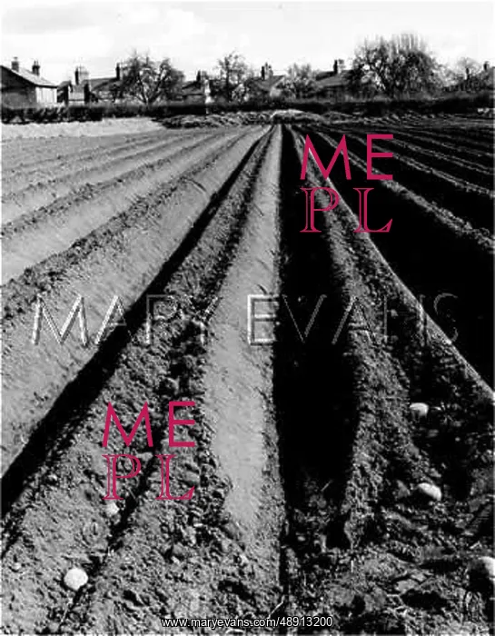 : POTATO FURROWS : POTATO FURROWS