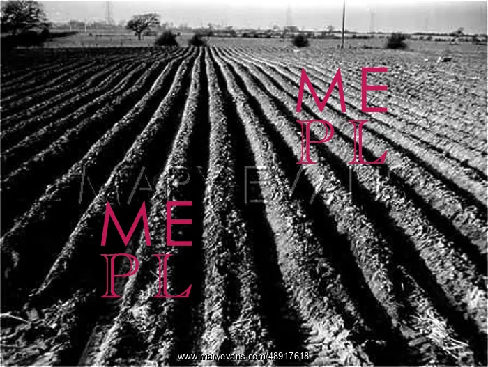 : POTATO FURROWS : POTATO FURROWS