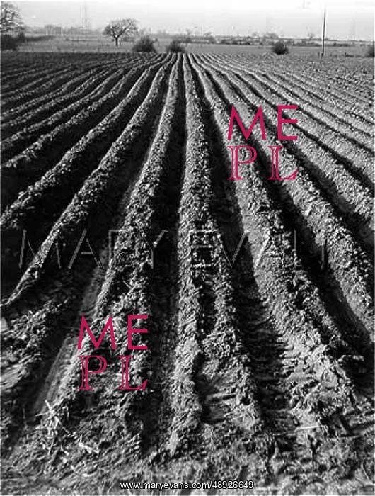  : POTATO FURROWS
