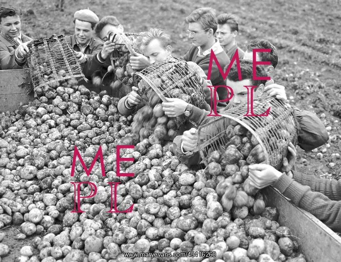 : Potato harvest - volunteers : Potato harvest - volunteers