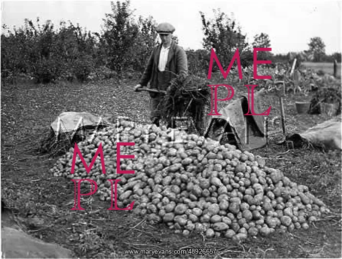  : POTATO MOUNTAIN