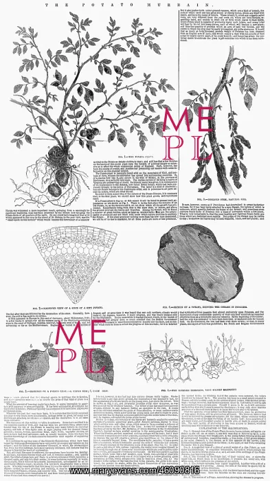  : Potato murrain article