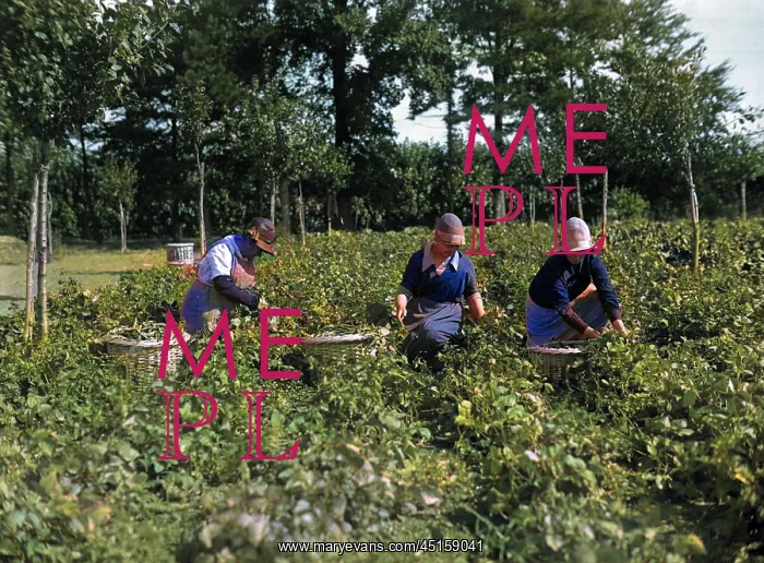 : POTATO PICKERS 1930S : POTATO PICKERS 1930S