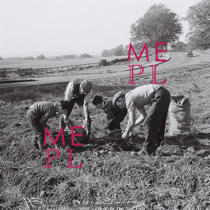  : Potato picking