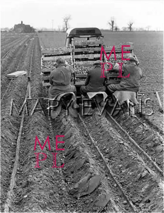 : POTATO PLANTING MACHINE : POTATO PLANTING MACHINE