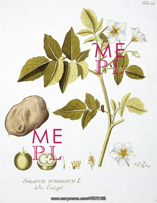 : Potato, Solanum tuberosum : Potato, Solanum tuberosum