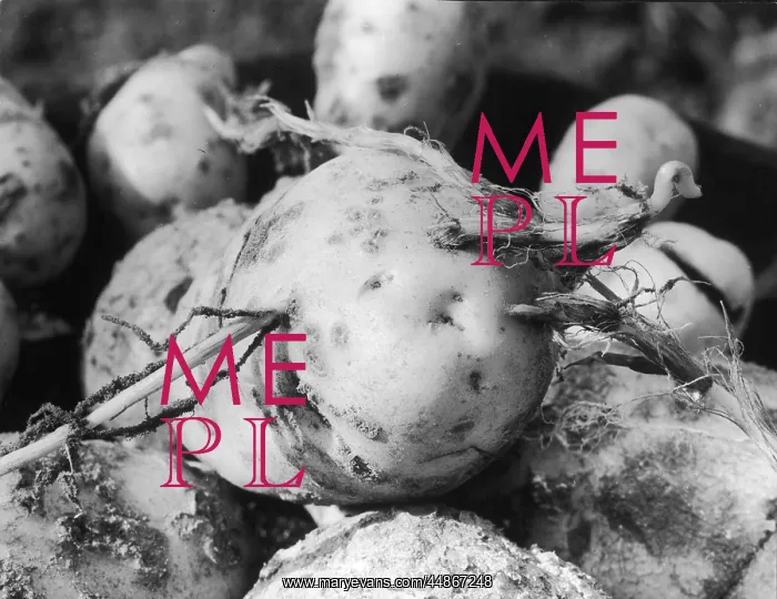 : POTATO TWITCH : POTATO TWITCH