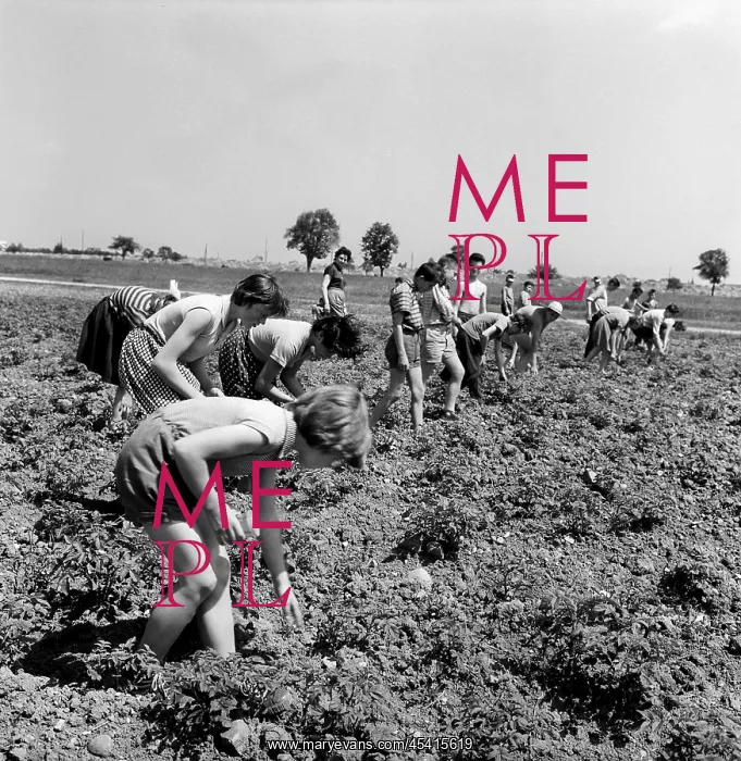 : Potatoe harvest - pickers : Potatoe harvest - pickers